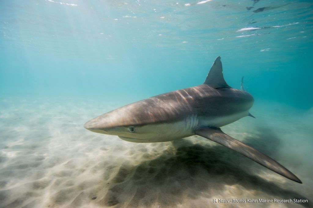 shark