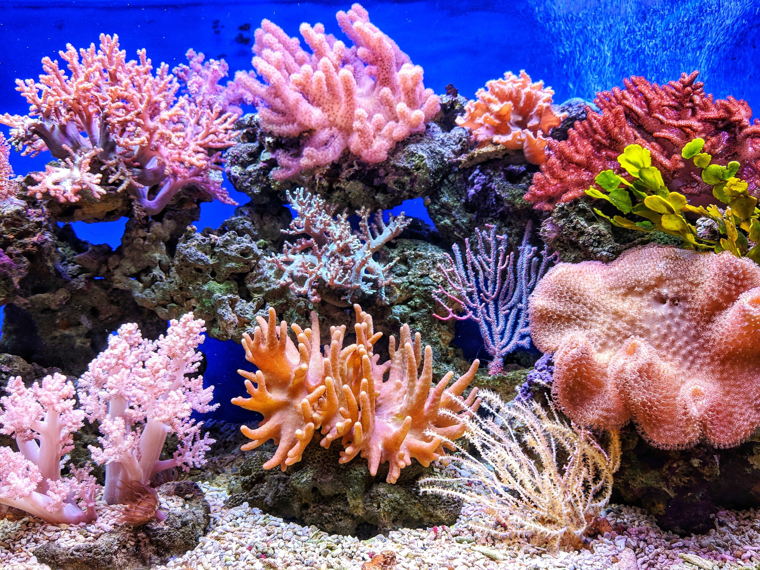 Read more about the article מחקר חדש של ביה"ס מצא שאלמוגים משלמים מחיר משמעותי בהתמודדות עם ירידה בכמות החמצן במים, בעקבות ההתחממות הגלובלית