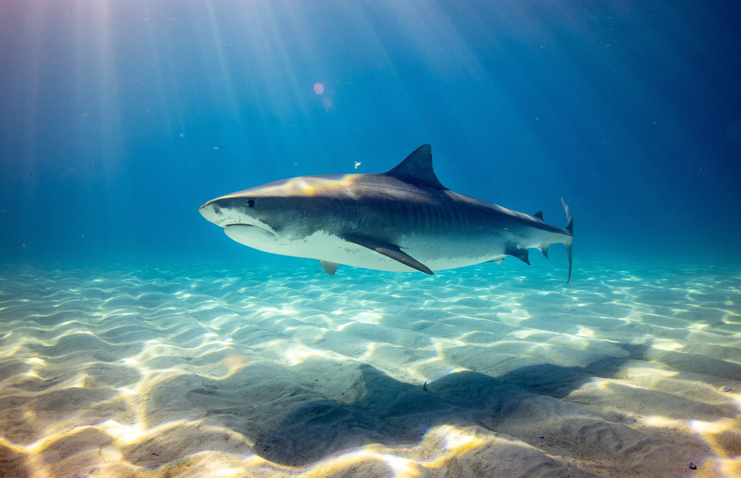 Read more about the article Our researchers conduct longest shark “catch and release” program in the Mediterranean Sea