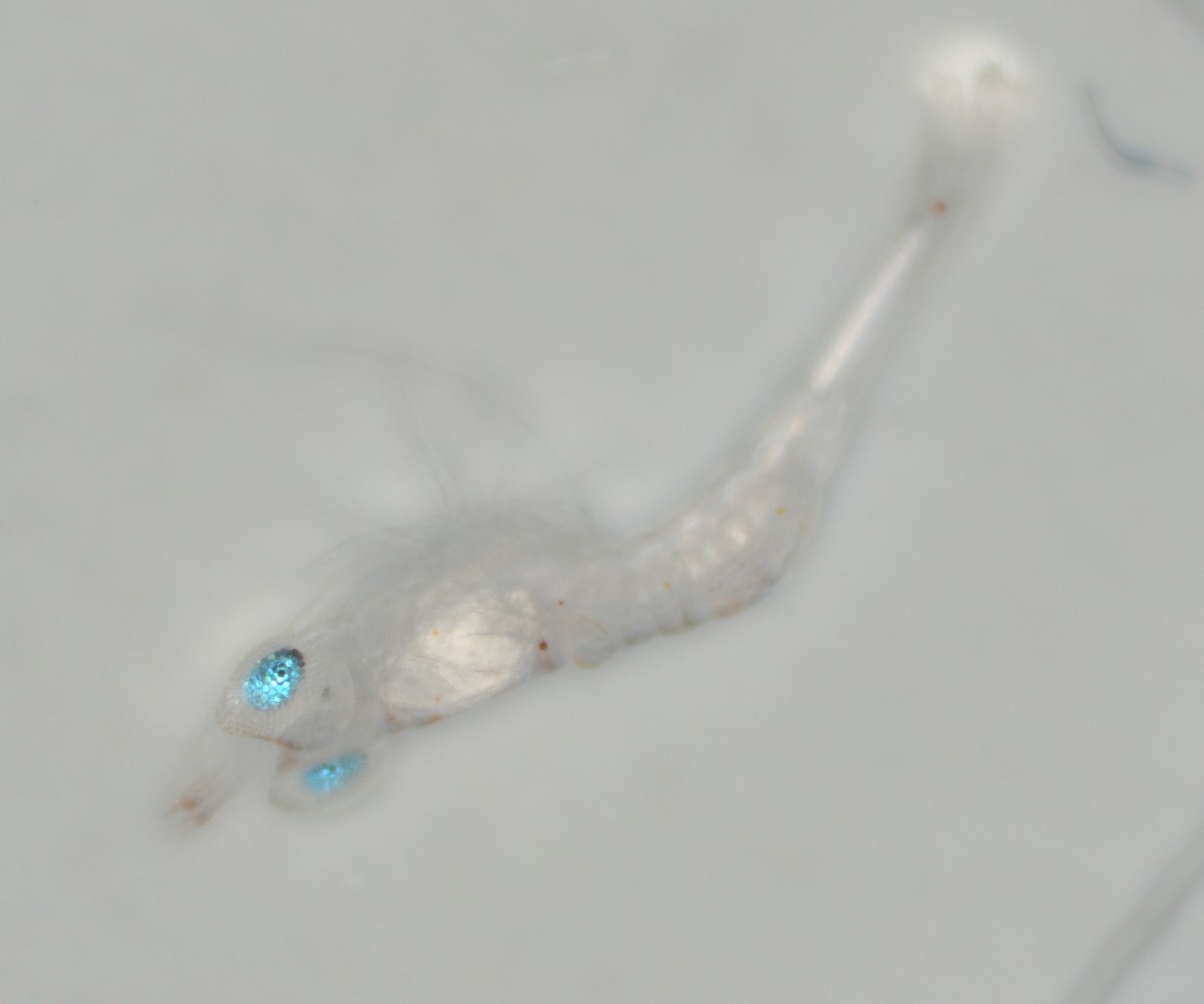Read more about the article Revealing the Wonders of Nature’s Camouflage: Dr. Derya Akkaynak’s Breakthrough Study on Crustacean Larvae Eyeshine in Science Magazine