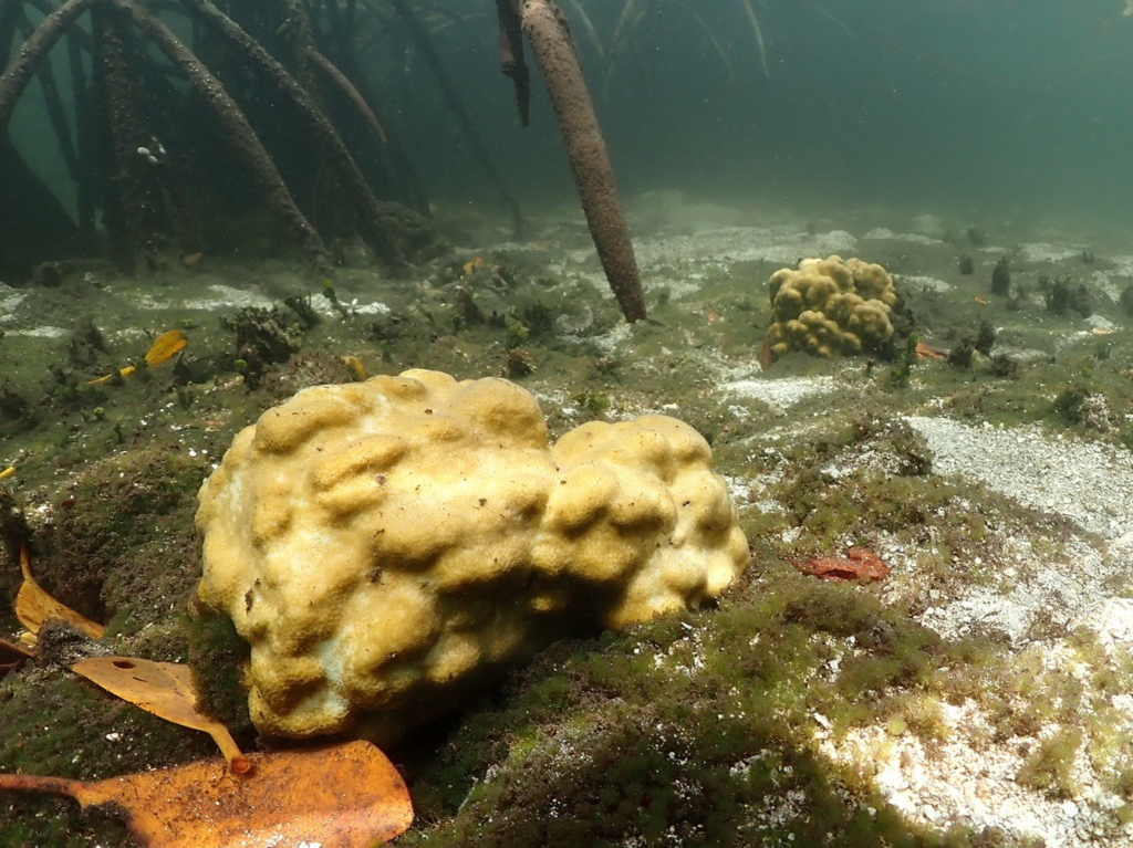 Read more about the article מחקר חדש: השיטה לשימור שרידותם של אלמוגים בתנאי קיצון