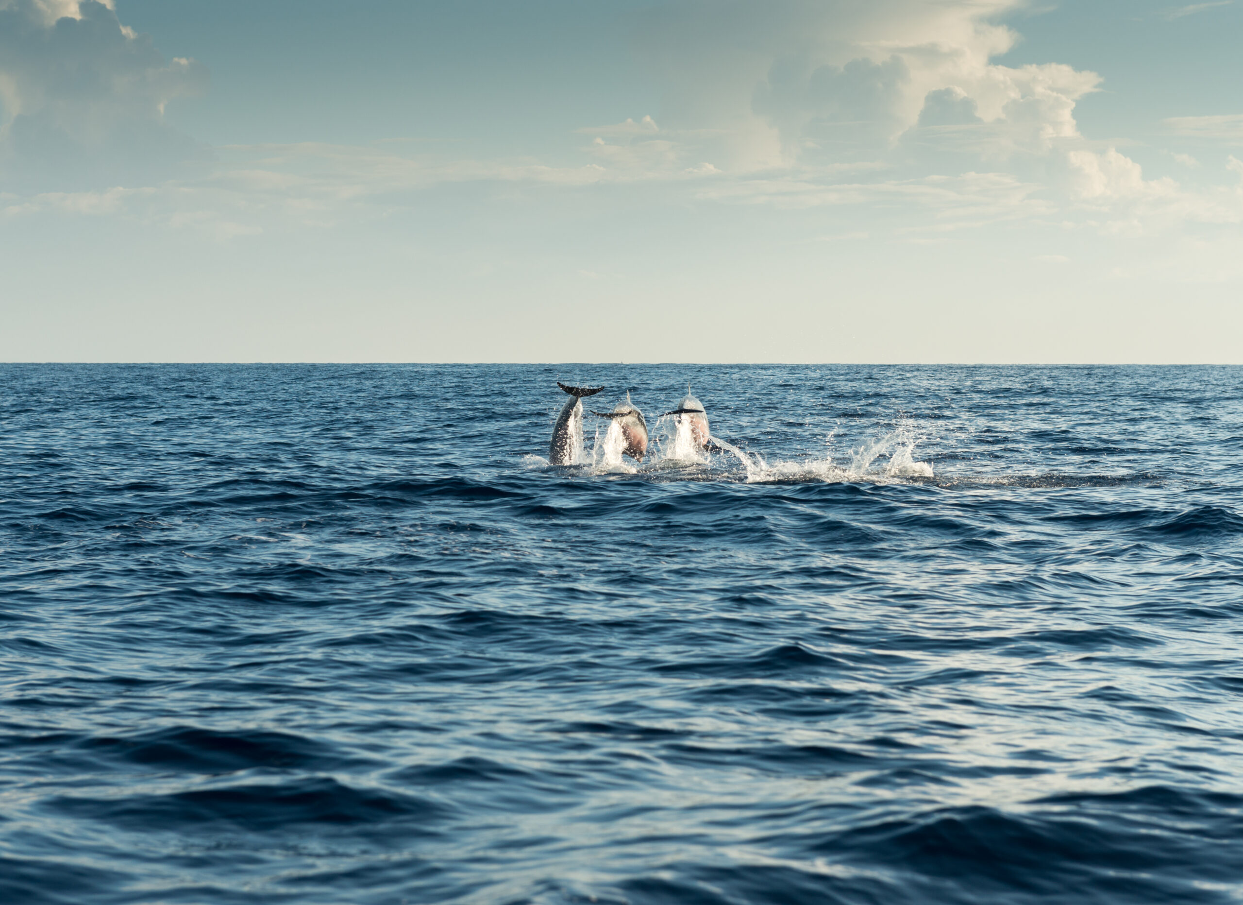 Read more about the article בעזרת בינה מלאכותית: נחשפה השפעת רעשי ספינות על דולפינים